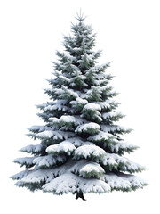 christmas tree on white background
