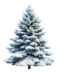 christmas tree on white background