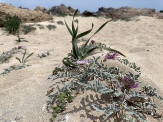 cactus in the desert