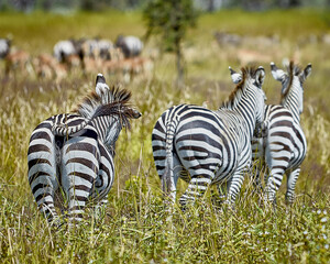 zebra in the grass