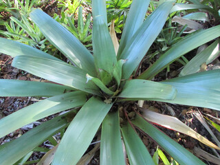 Obraz premium A beautiful Imperial Bromeliad in a small garden of a large house