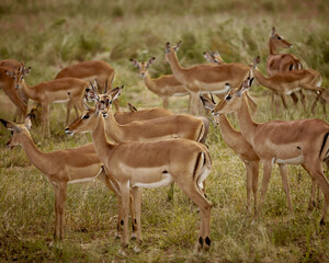 group of impala