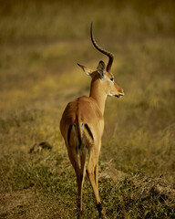 impala in the savannah with one horn