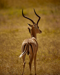 male impala antelope