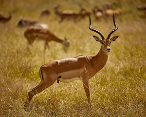 impala antelope in the wild