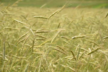 Campo di grano, spighe
