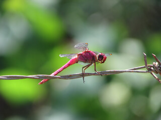 A beautiful Orthemis discolor dragonfly sitting on a fence in the middle of a forest