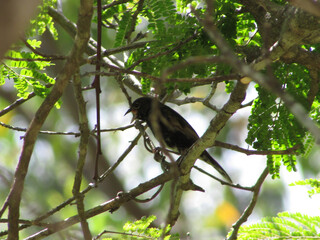 A baby Tiziu (Volatinia jacarina) perched on a tree in the middle of the forest