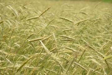 Campo di grano, spighe