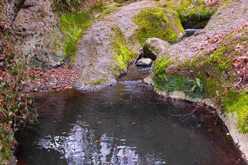 Moss-covered stones along the forest stream