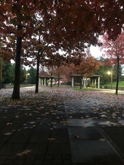 autumn in the park