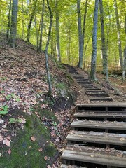 footpath in the woods