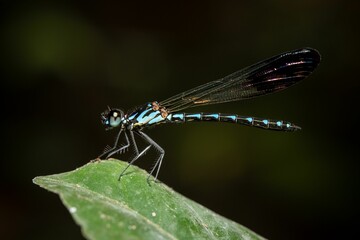 Closeup of Damselfly (Zygoptera) Perched on a Leaf