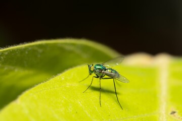 Close-up of a Long-Legged Fly (Dolichopodidae) on a green leaf