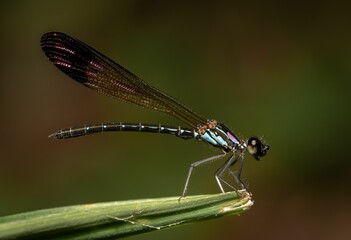 Closeup of Damselfly (Zygoptera) Perched on a Leaf