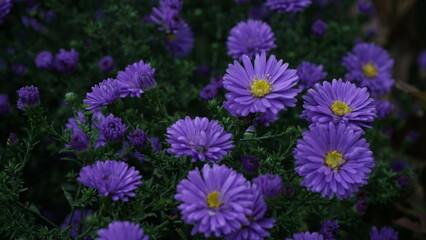 Fototapeta premium Flores violetas en un arbusto, flores aster