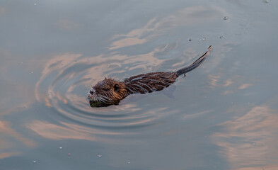 Nutria, swamp beaver - Myocastor coypus