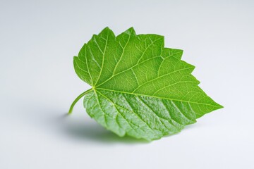 Fototapeta premium Green leaf close-up on white background