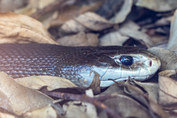Fototapeta premium Close up of Australian highly venomous Coastal Taipan