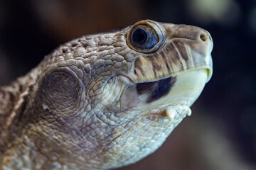 Close up of Australian Mary River Turtle