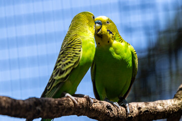 Pair of Australian Love Birds or Budgerigar's