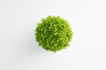 green bush on white background, top view