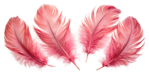 pink feather on white background
