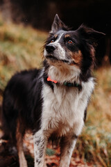Dog border collie