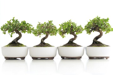 A row of bonsai trees in white pots, perfect for decoration or display