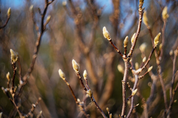 Young buds of the tree.