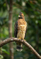 Majestic Indonesian Javanese Eagle Perched High in the Tropical Forest