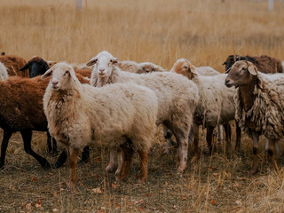 A flock of sheep grazing in an autumn meadow