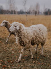 White sheep grazing in autumn meadow
