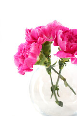 Elegant Pink Carnations in a Glass Vase