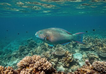 Fototapeta premium Colorful Parrotfish Gliding Through a Vibrant Coral Reef