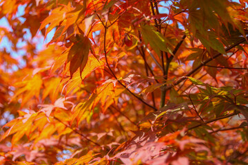 The image is a close-up of a tree branch with orange and red leaves. The leaves are in various shades of red and orange, creating a beautiful contrast against the blue sky in the background