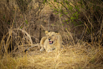 lioness in the grass