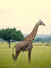 giraffe in the wild