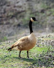 Canada goose, image 2