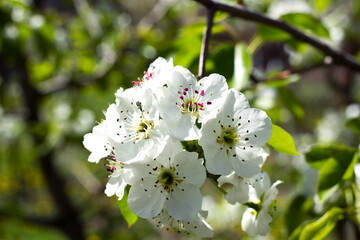 close up white tree flower