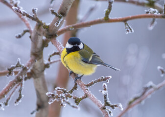 Frozen titmouse sits on a frost-covered branch on a frosty winter morning