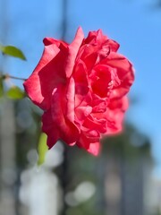 red rose flower