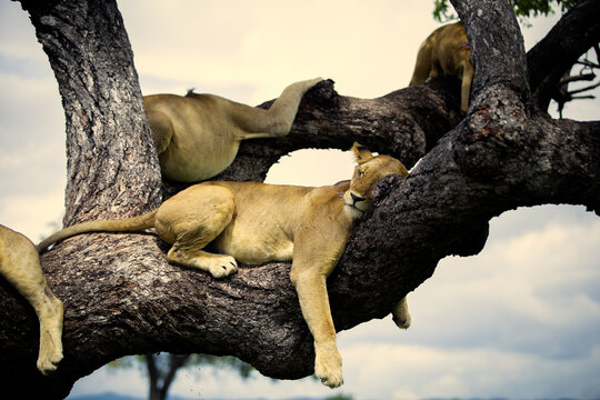 lions on the tree