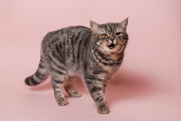 Close up on domestic funny cat against pink background