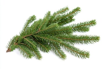 A single branch of a pine tree against a clean white background