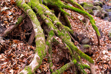 Green moss on  tree trunk in the forest