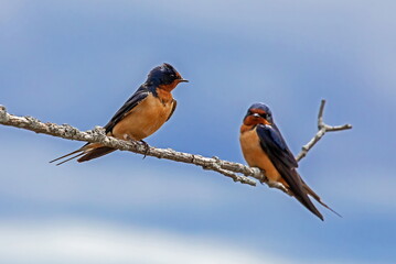 barn swallows