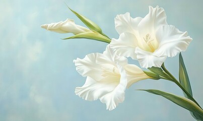 A gladiolus flower in white, contrasted with a pale blue backdrop.