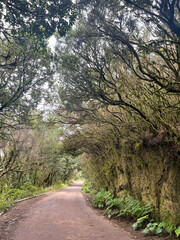 Fototapeta premium Forest