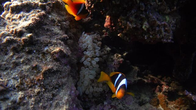 Red Sea anemonefish (Amphiprion bicinctus) and bubble-tip anemone, underwater video footage
